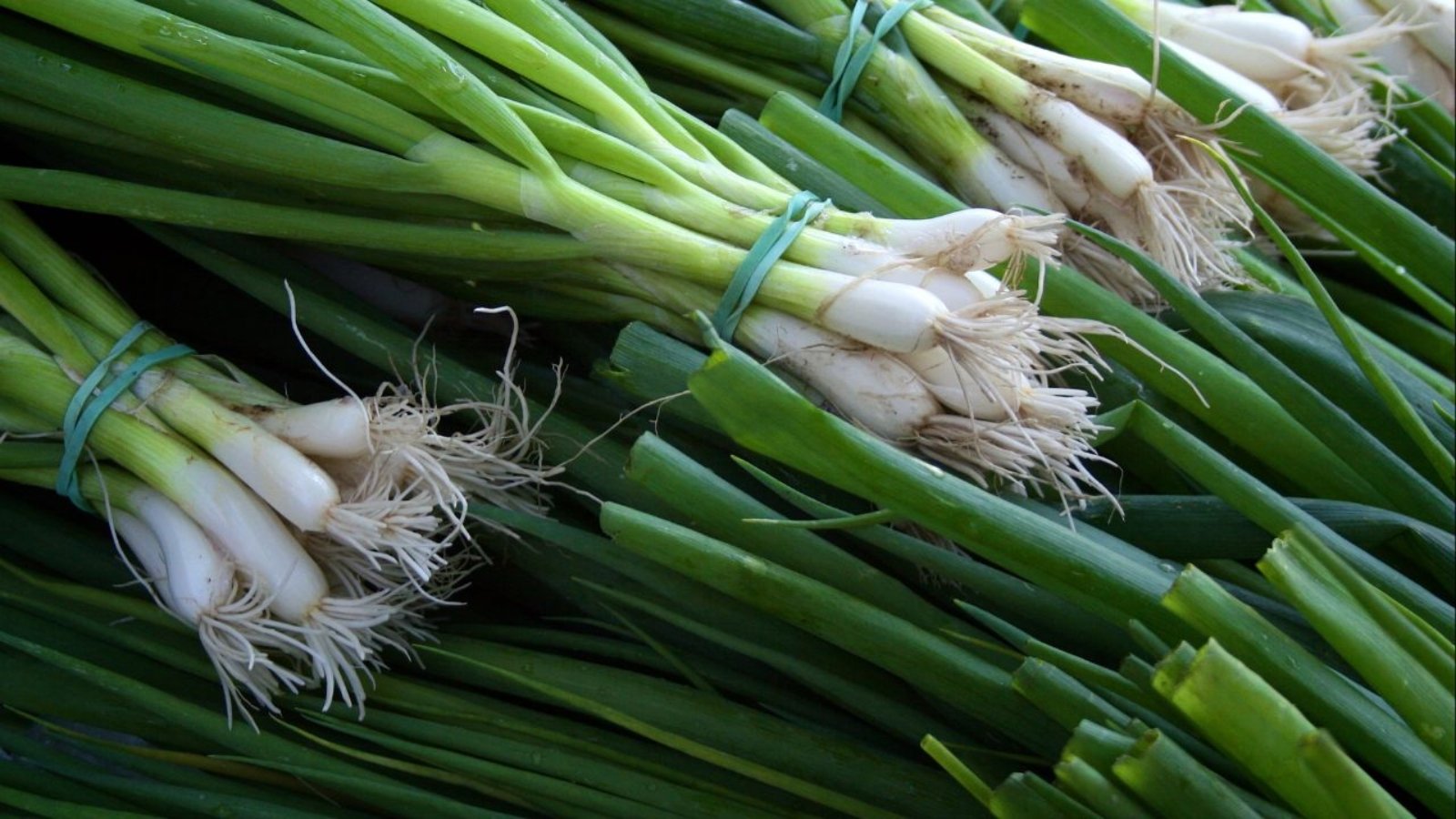 Green Onion Shortage